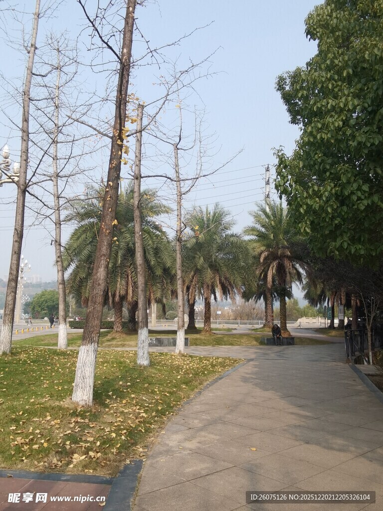 公园幽静小路与树木景观