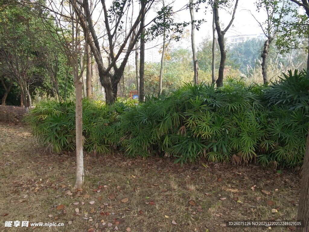 林间绿植环绕的自然景致