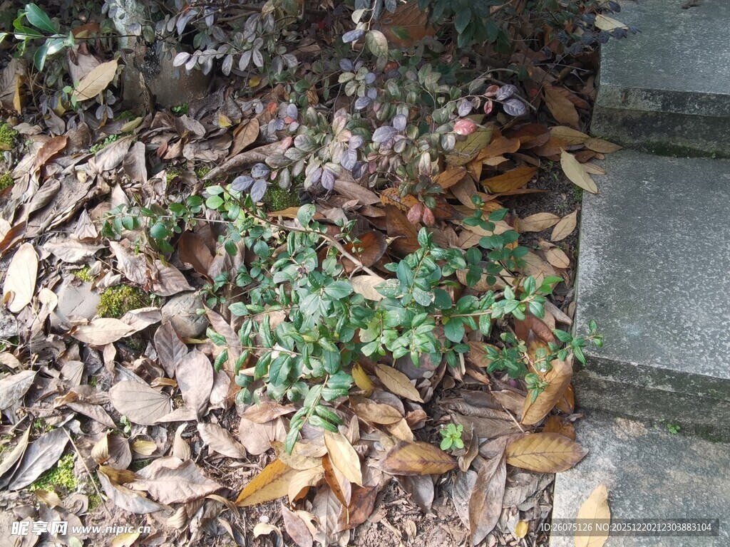 石阶旁落叶中的绿色植物
