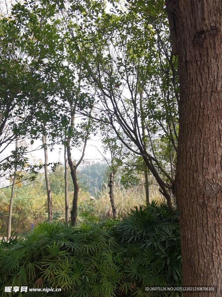 林间绿意盎然的自然景致