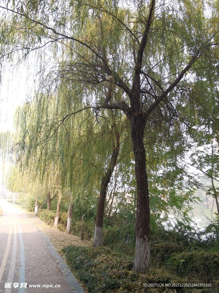 河畔垂柳下的静谧小路