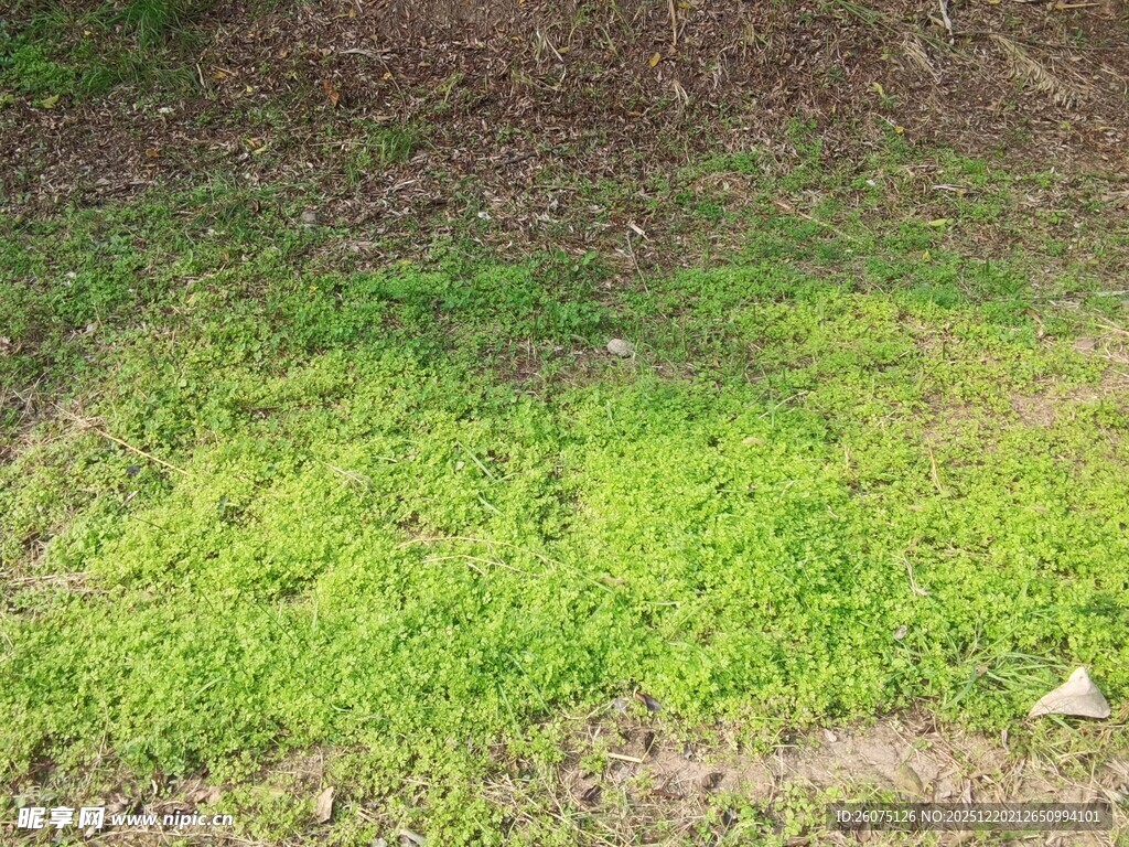 嫩绿草地生机初现