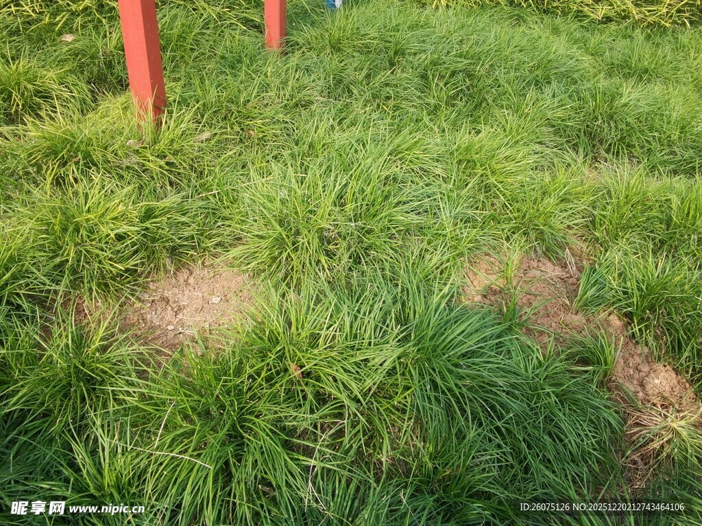 草地中的红色标识物