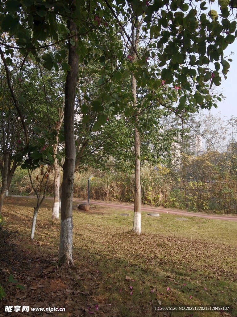 秋日林间静谧风景