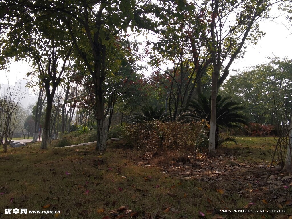 雾中树林的静谧景致