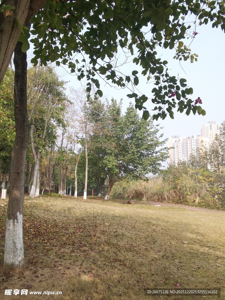 秋日林间草地风景