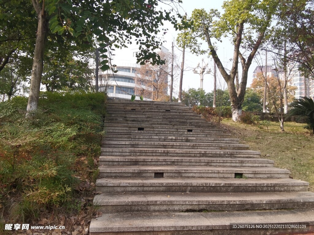 林间石阶静谧自然景致