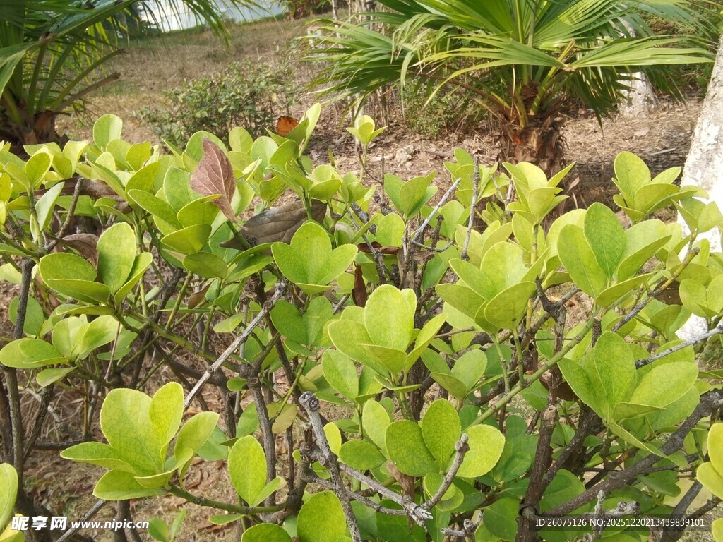 翠绿繁茂的植物景观