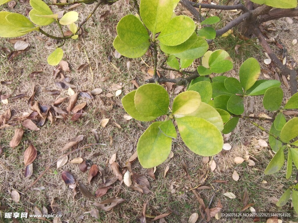 嫩绿叶片生长于地面