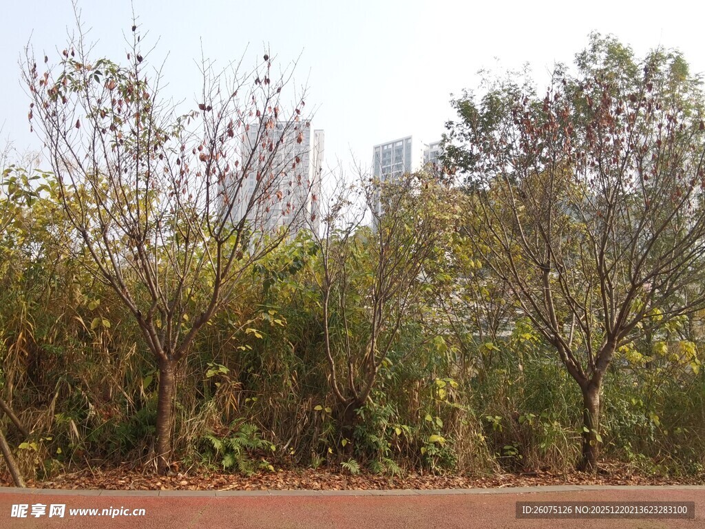 城市边缘的树木景观