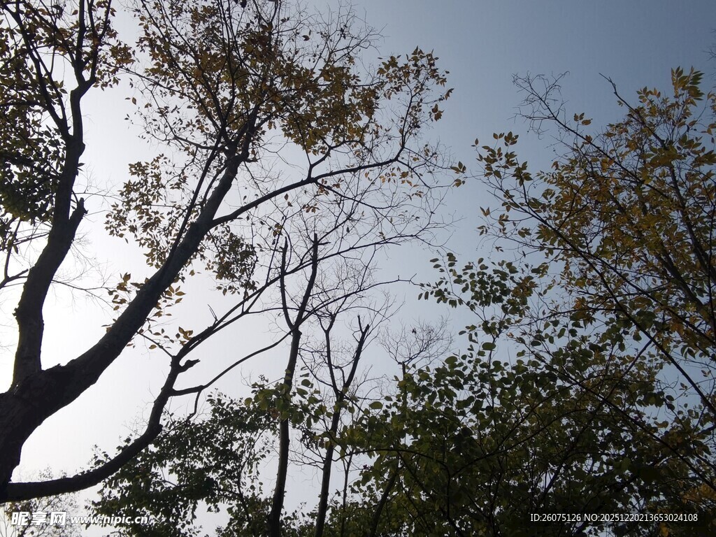 秋日树梢与明朗天空