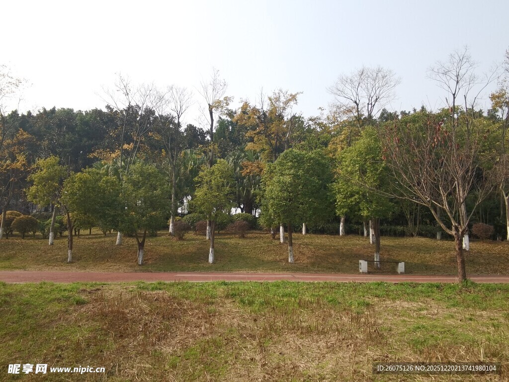 郊外开阔草地与树木景观