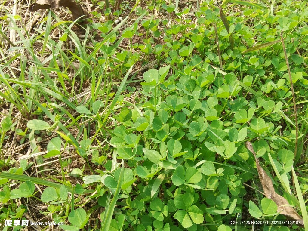 嫩绿繁茂的地面植物