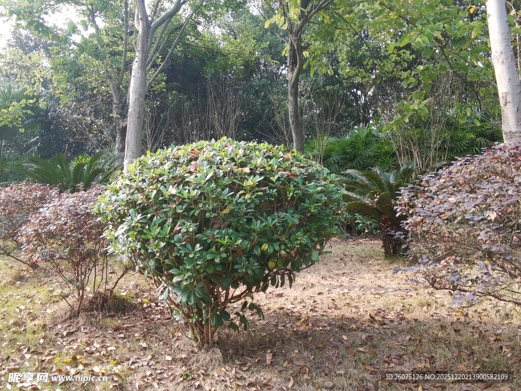 林间灌木丛景观