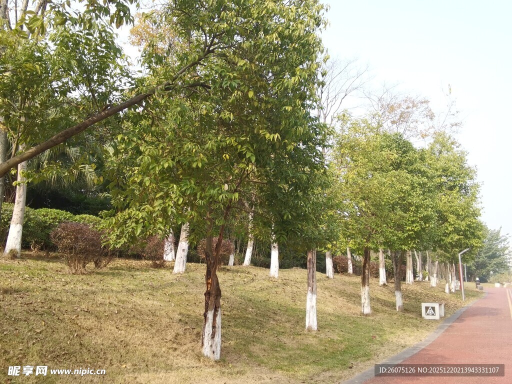 林荫小道秋日静谧风光