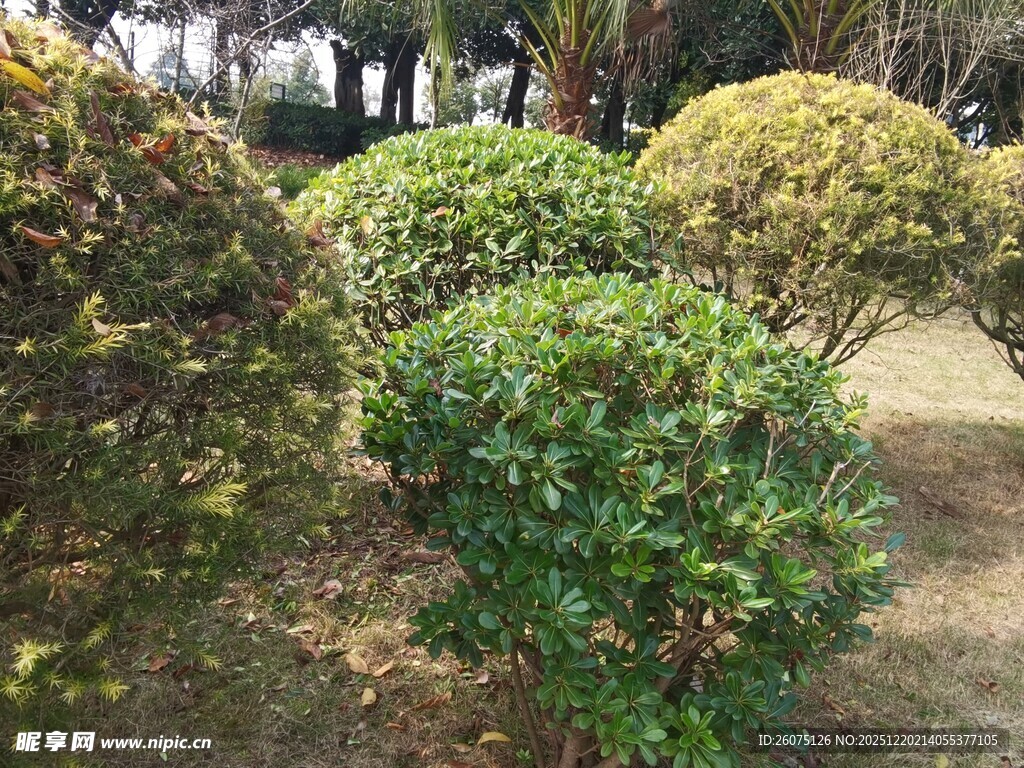 修剪整齐的园林灌木景观