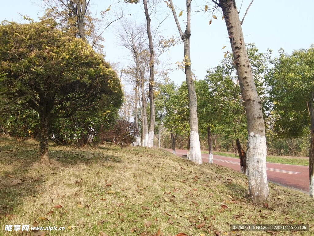 春日林间小道景观