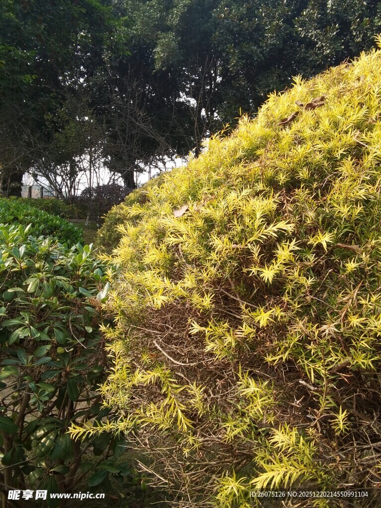 阳光下的葱郁绿植