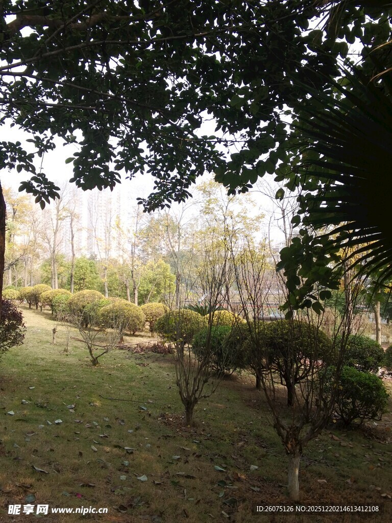 林间绿意盎然的静谧景致