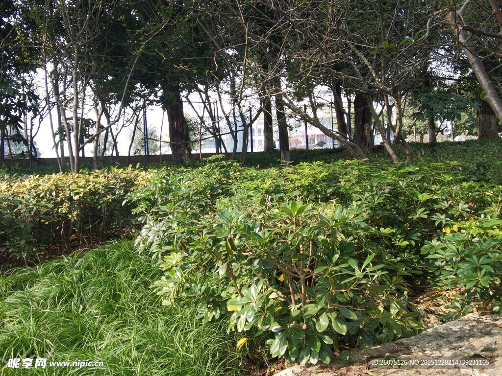 野外繁茂绿植与树木景观