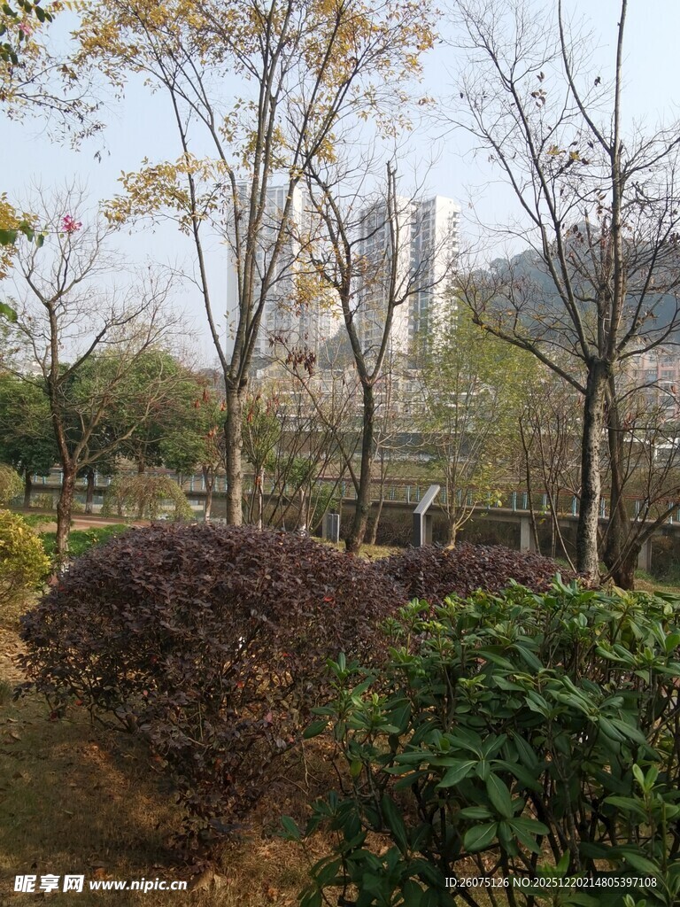 城市公园中的绿植景观
