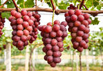 葡萄架上的红葡萄