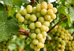枝头的白葡萄