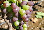 一串紫绿相间的葡萄