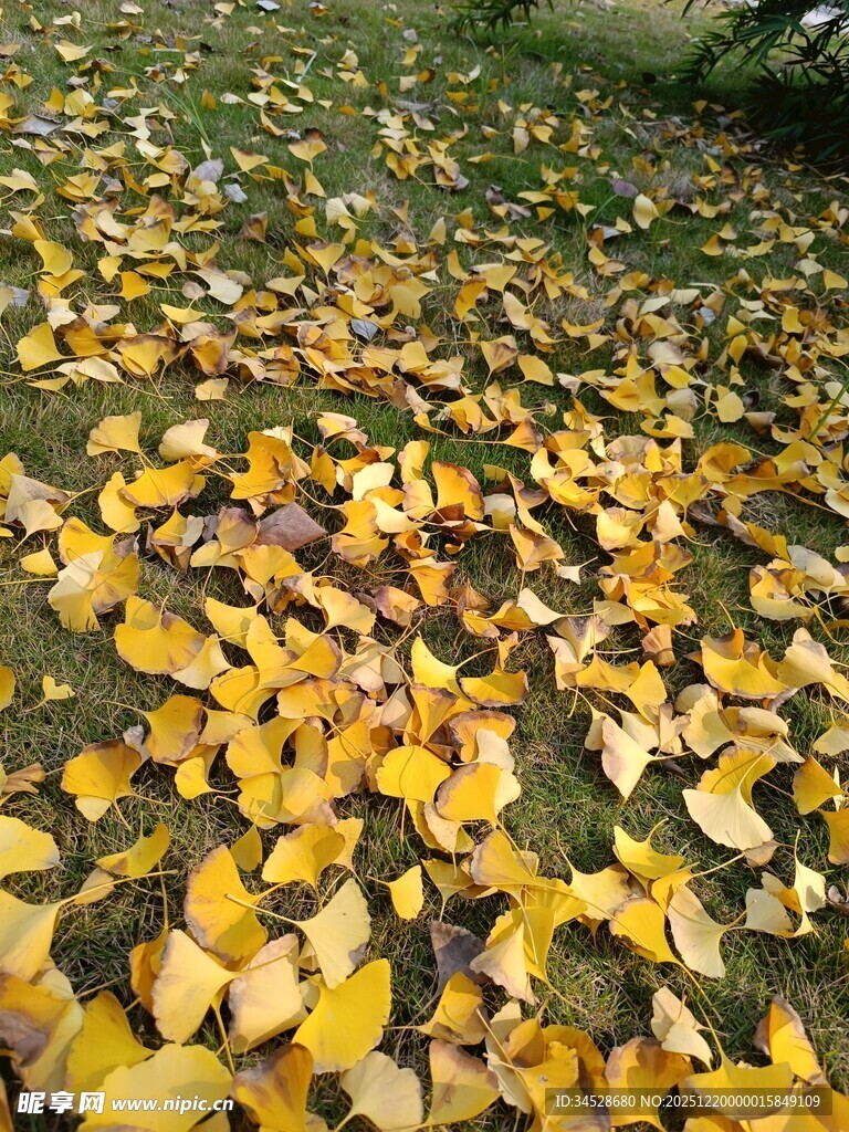秋日落叶铺满地面美景