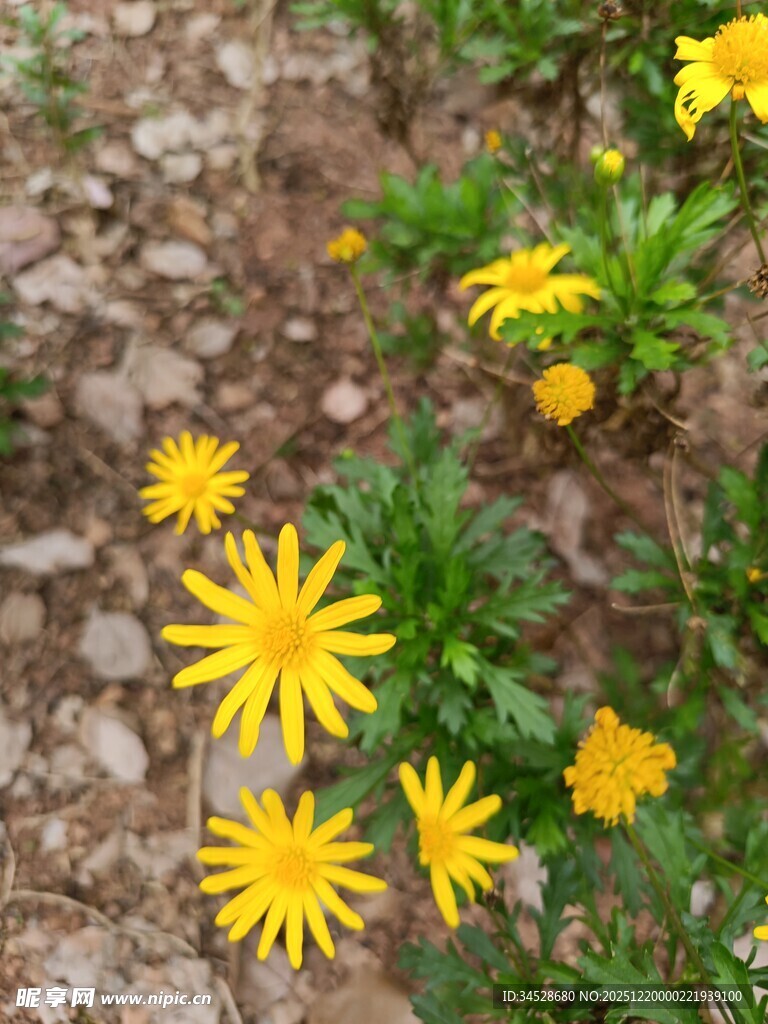 地面绽放的黄色小野花