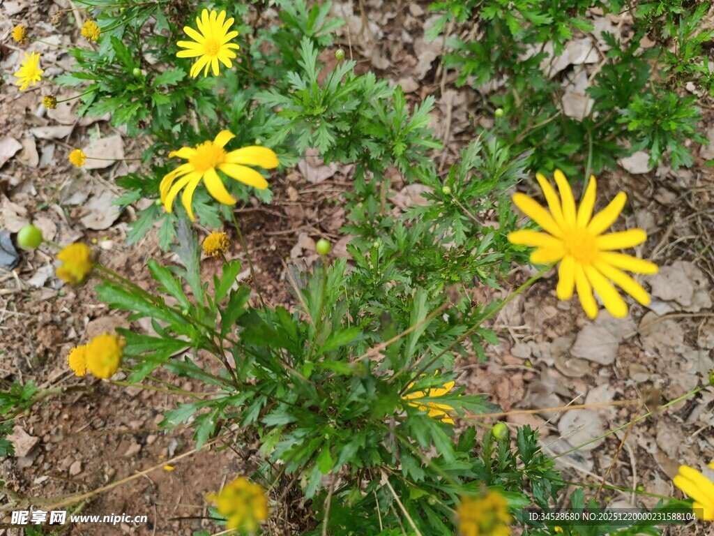 黄色小花绽放于泥土间