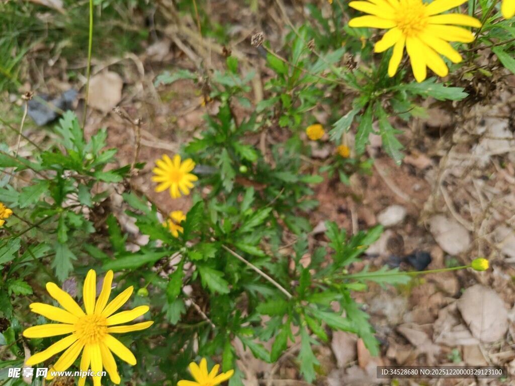 野外绽放的黄色小花