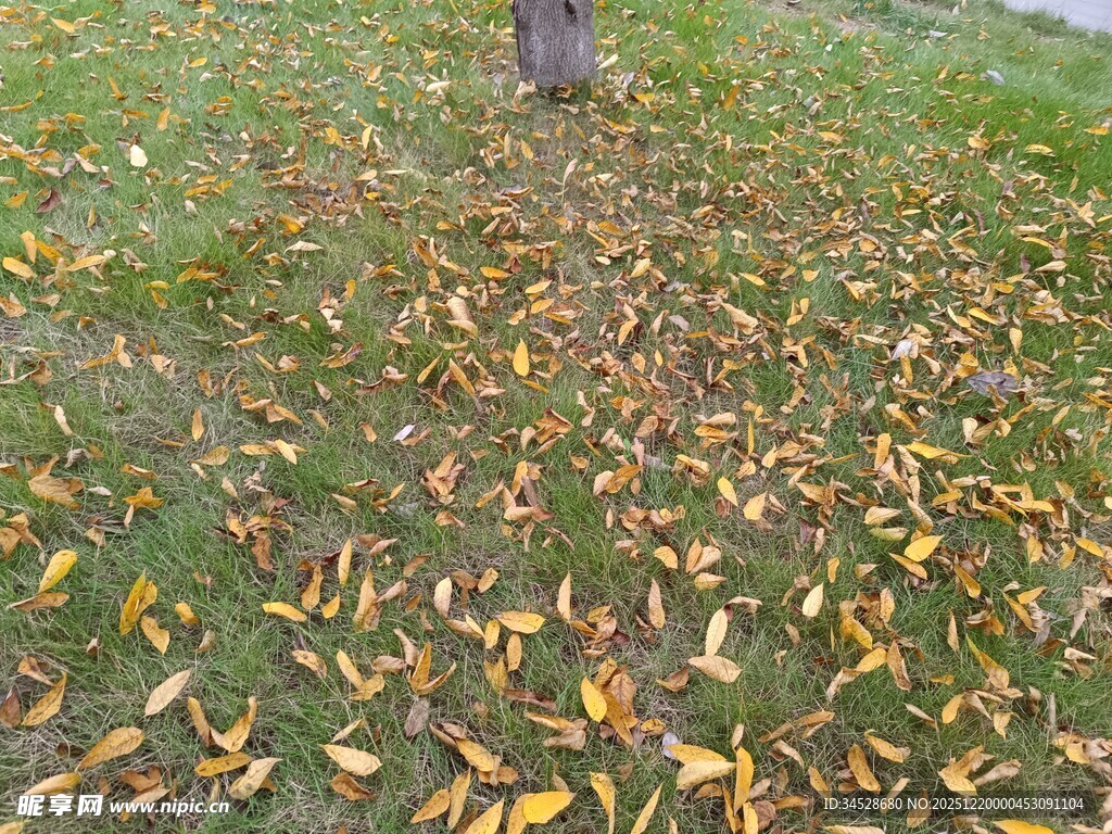 草地上的缤纷落叶