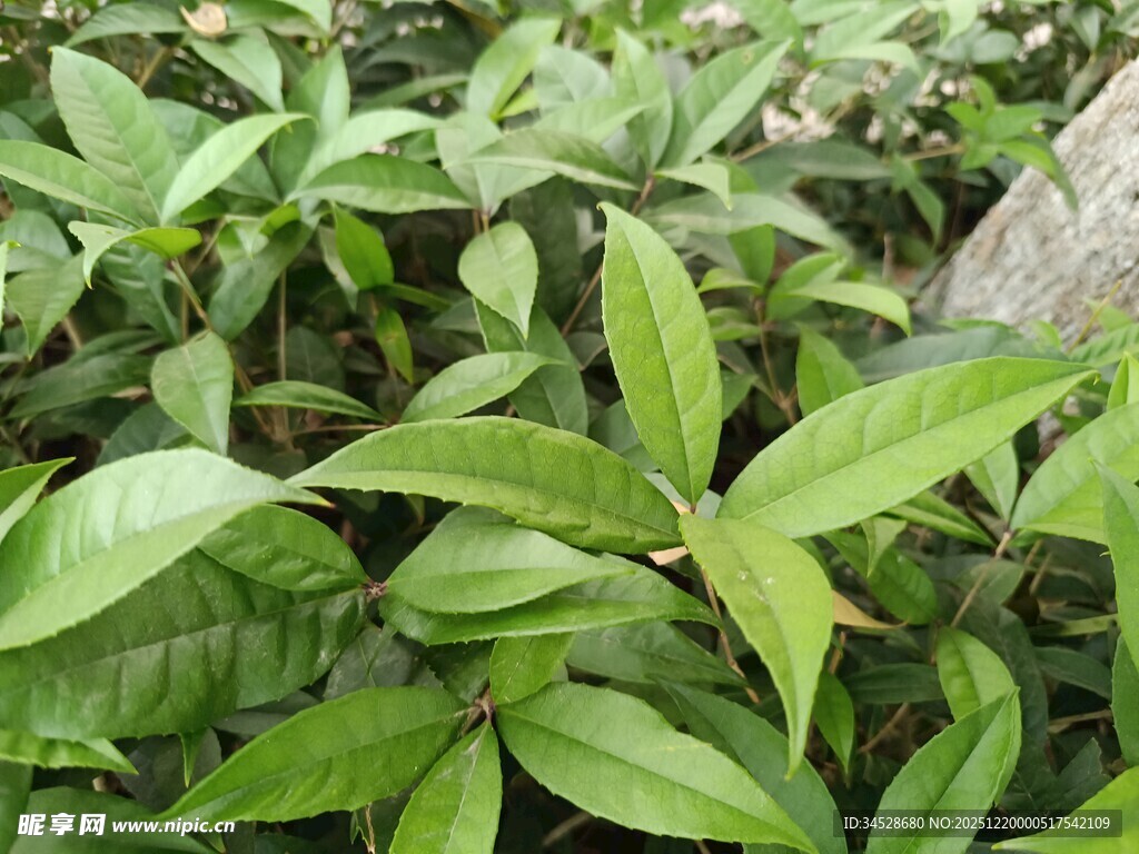 翠绿叶片植物特写