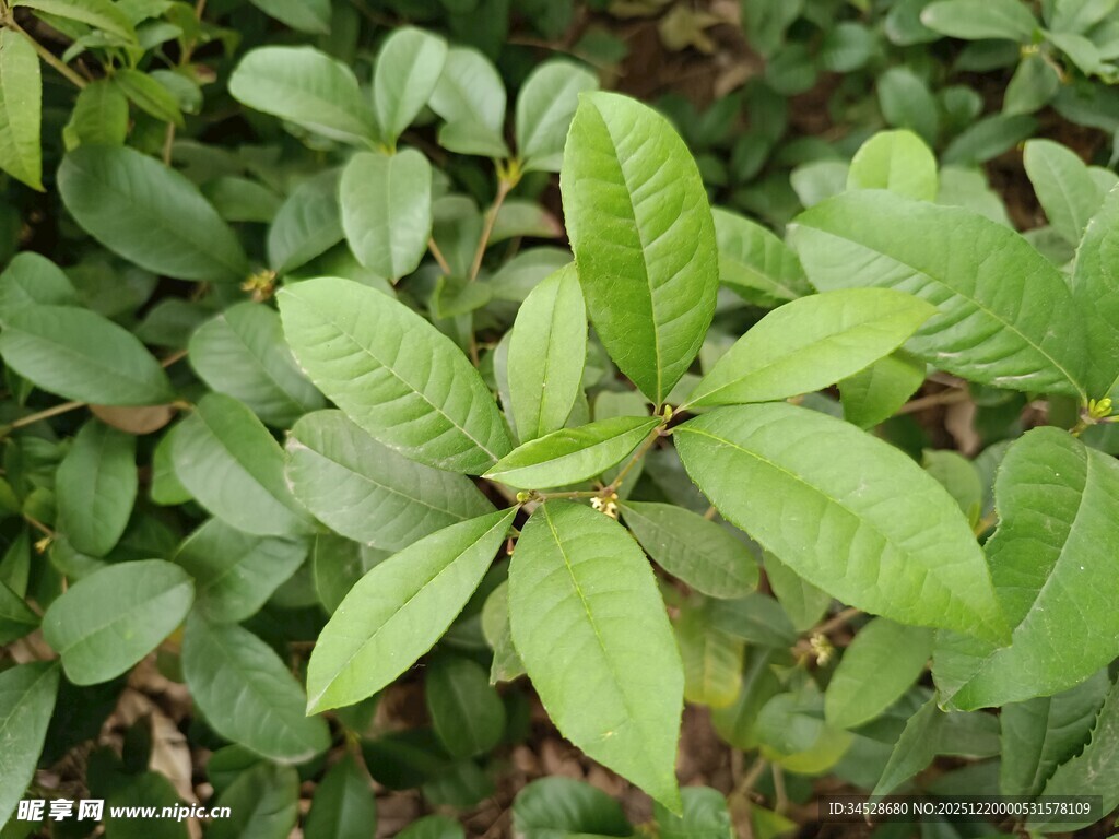 嫩绿叶片的植物特写