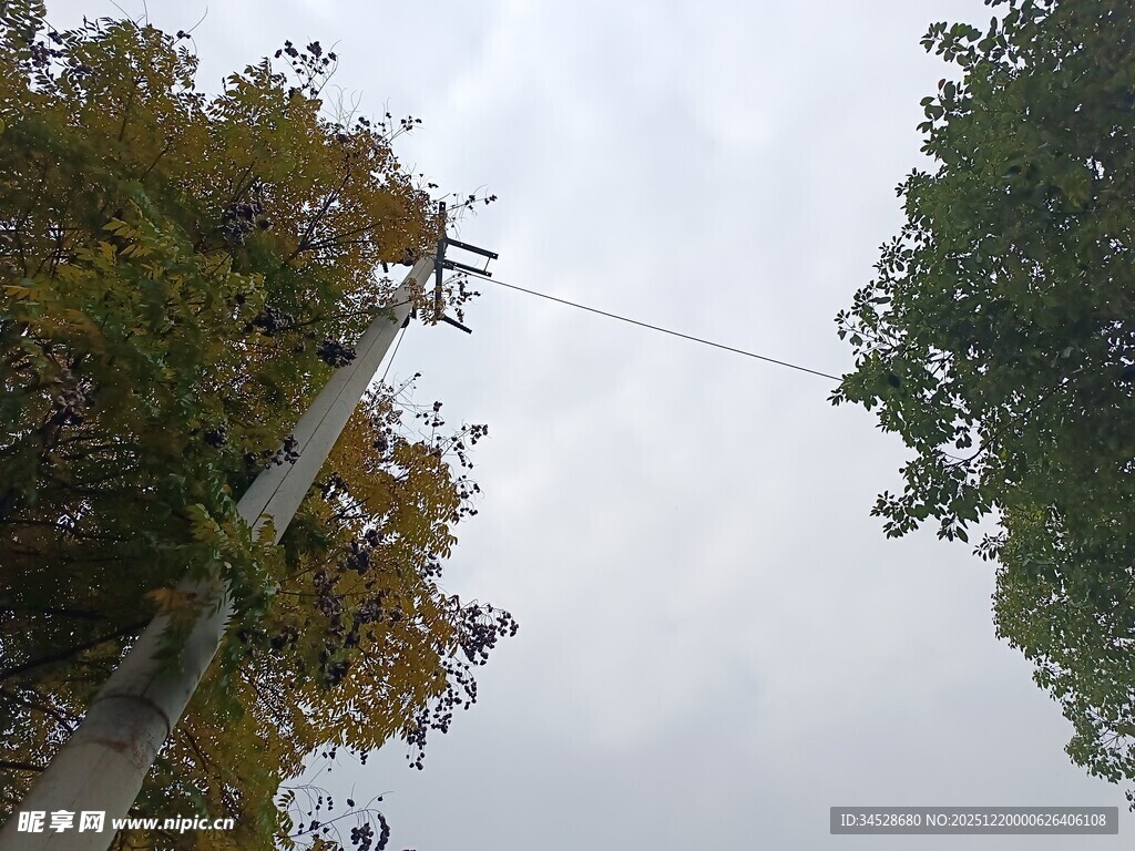 户外树木与电线景象
