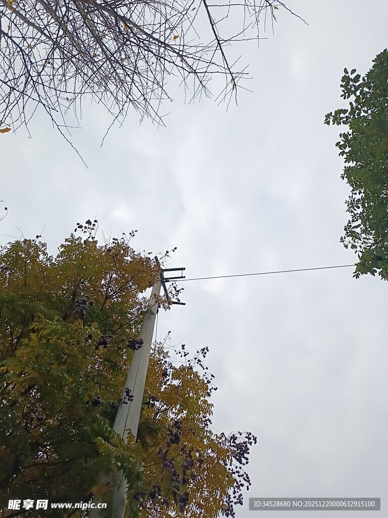 秋日树梢上的电线景象