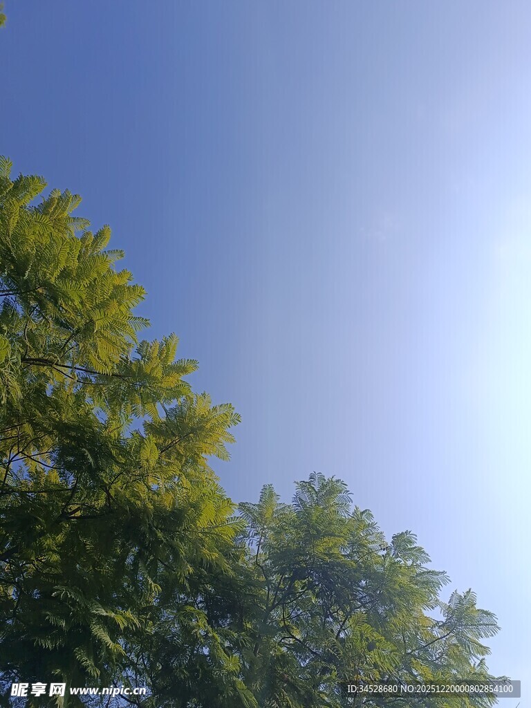 蓝天绿树间的清新景致