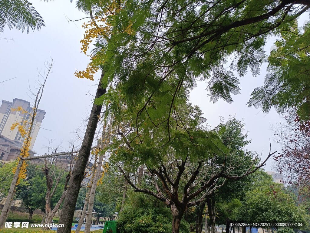 城市中的绿树景观