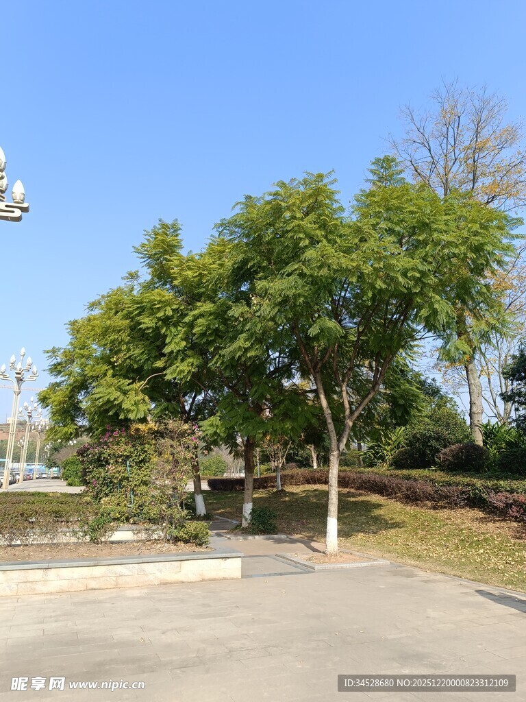 户外绿树成荫的开阔场景