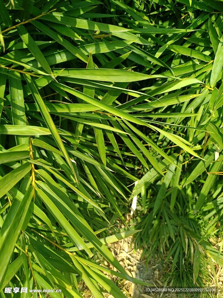 翠绿竹叶尽显生机活力