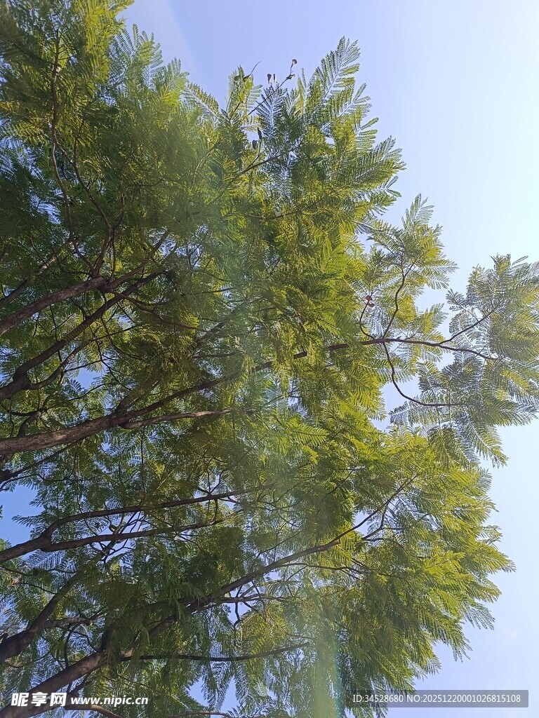 仰视茂密翠绿的树木树冠