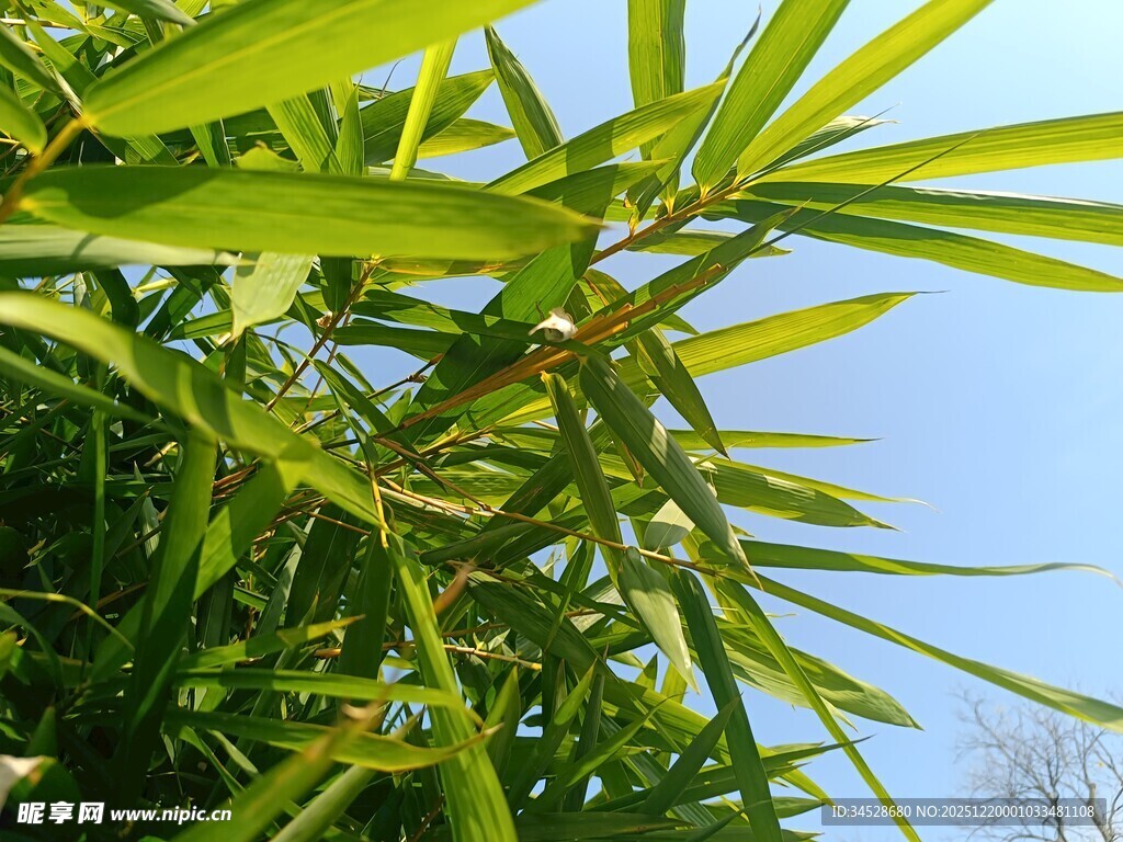 翠绿竹叶映蓝天