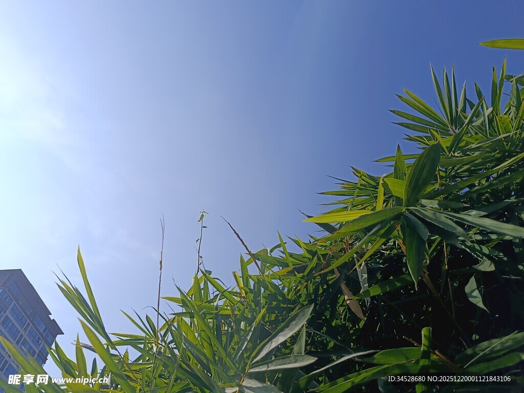 蓝天绿植与高楼一角