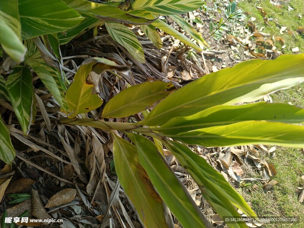 翠绿植物叶片特写
