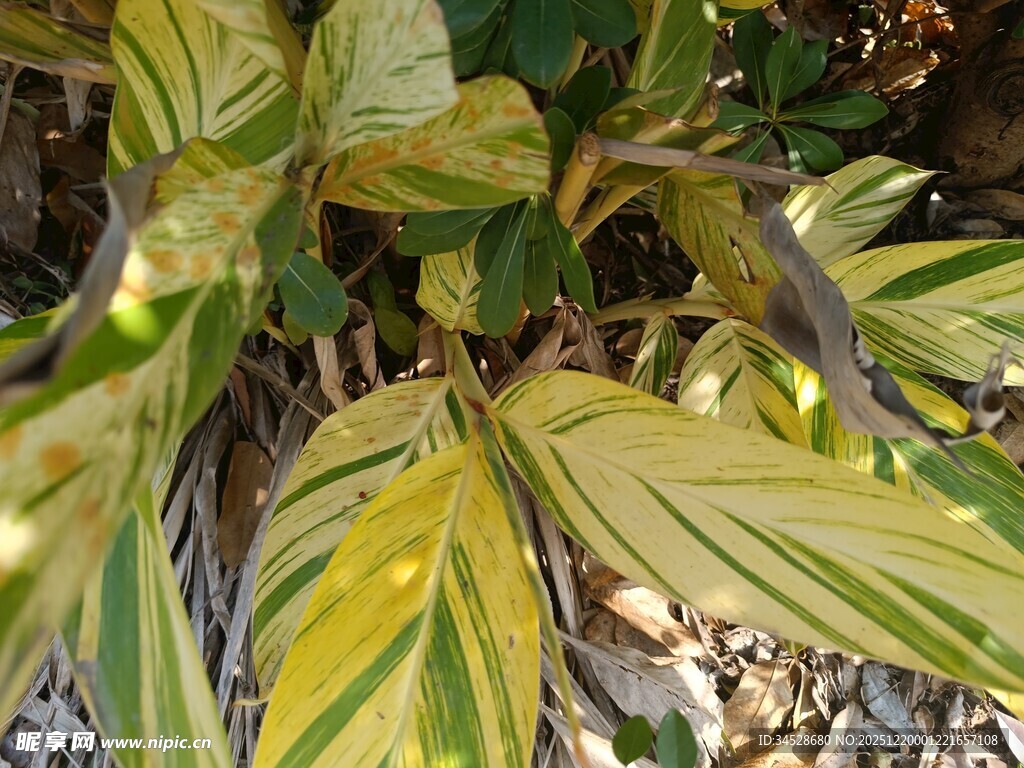 黄绿相间叶片植物特写