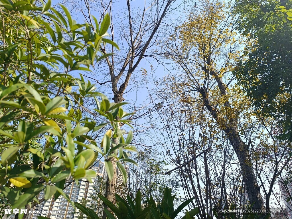 阳光下的繁茂绿植