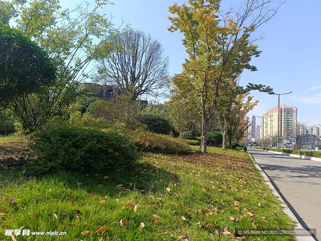 城市路边绿意盎然的景致