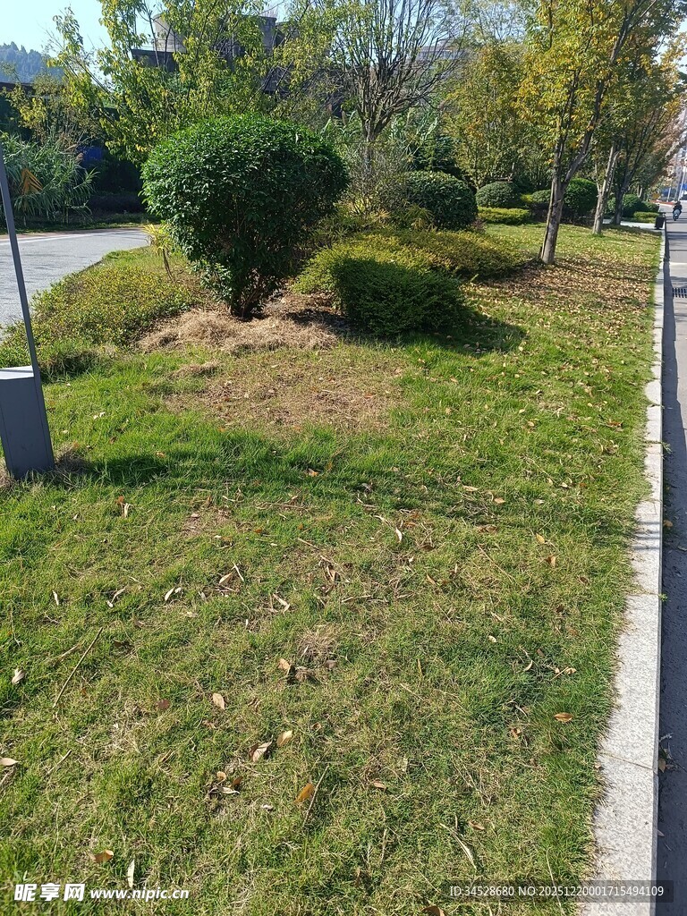 路边绿意盎然的草坪景观