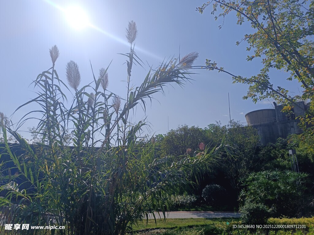 阳光下的花园绿植景观